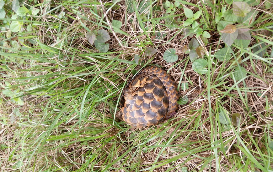 A pangolin sighted at the Tarkwa mine